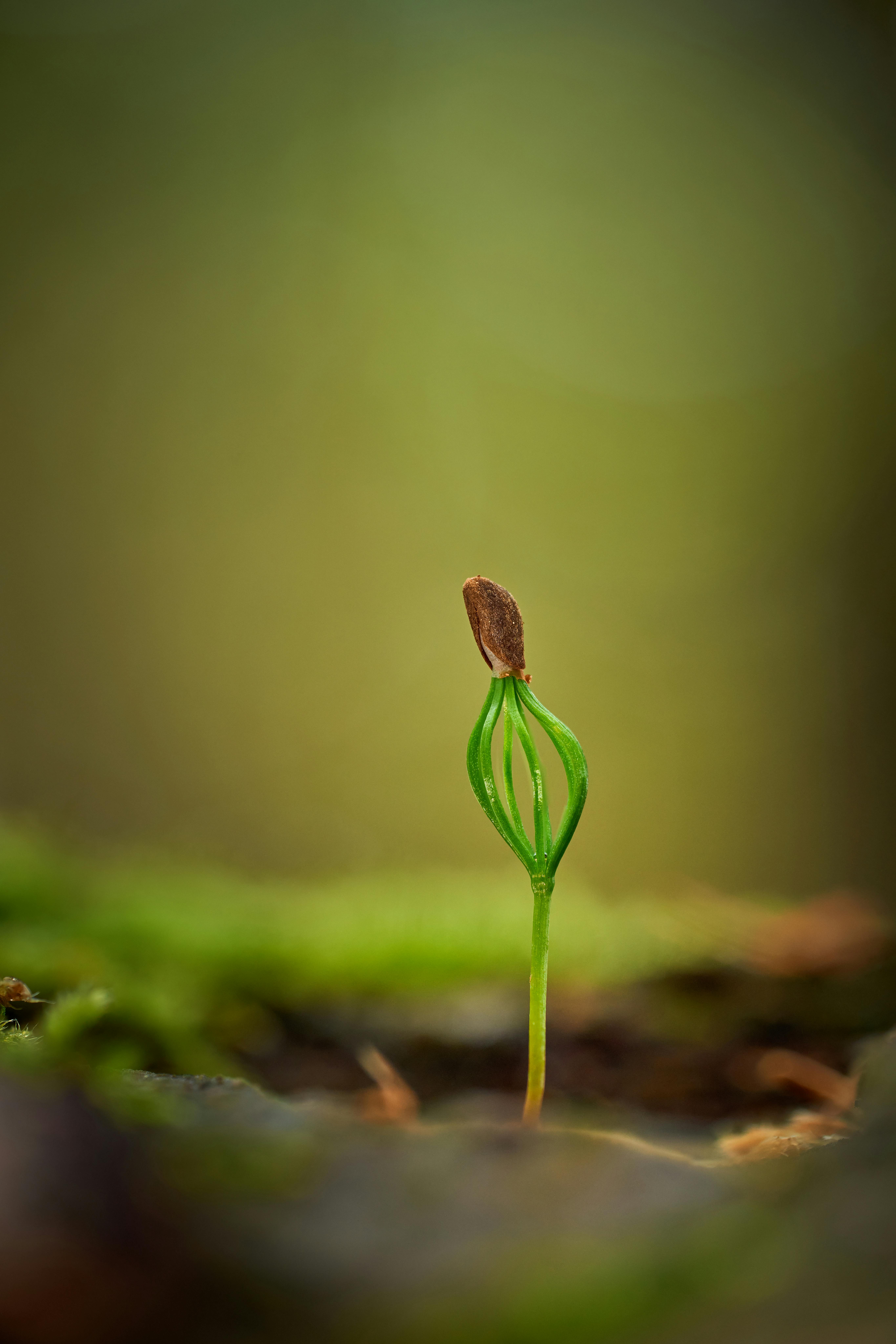 Seedling sprouting